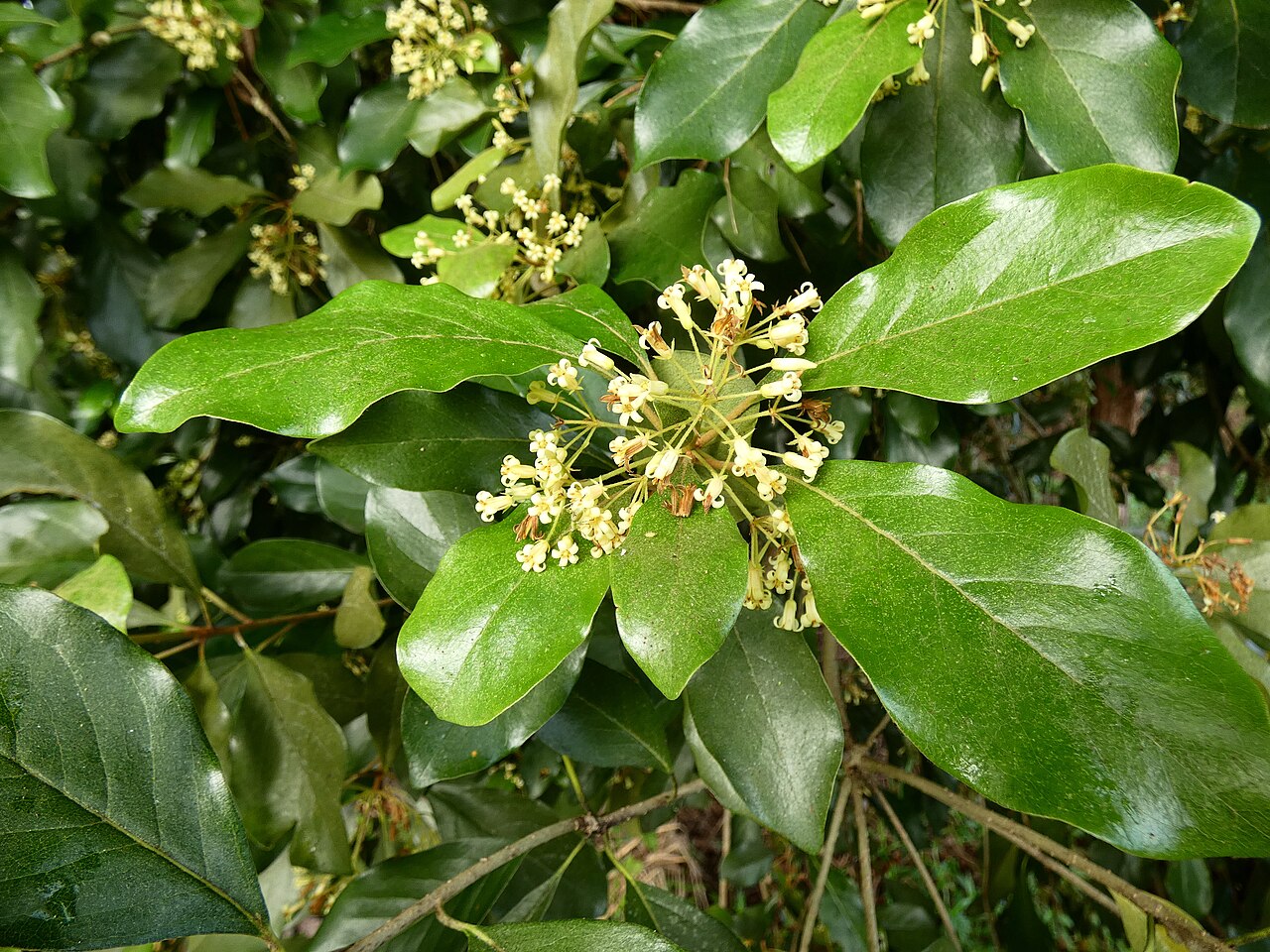 Pittosporum tinifolium: Pittosporum tinifolium flowering in Cairns, Queensland