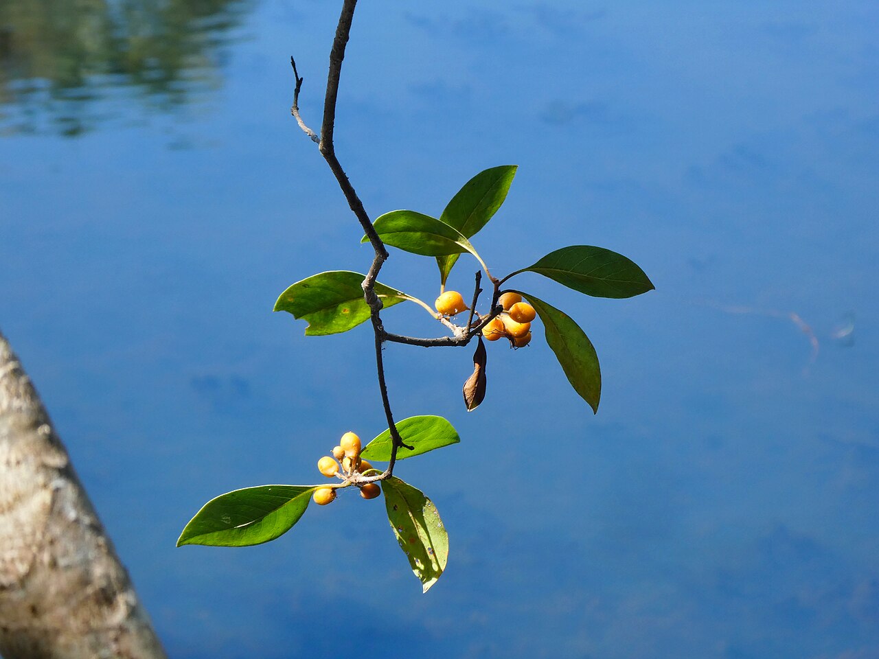 Pittosporum tinifolium: Pittosporum tinifolium
