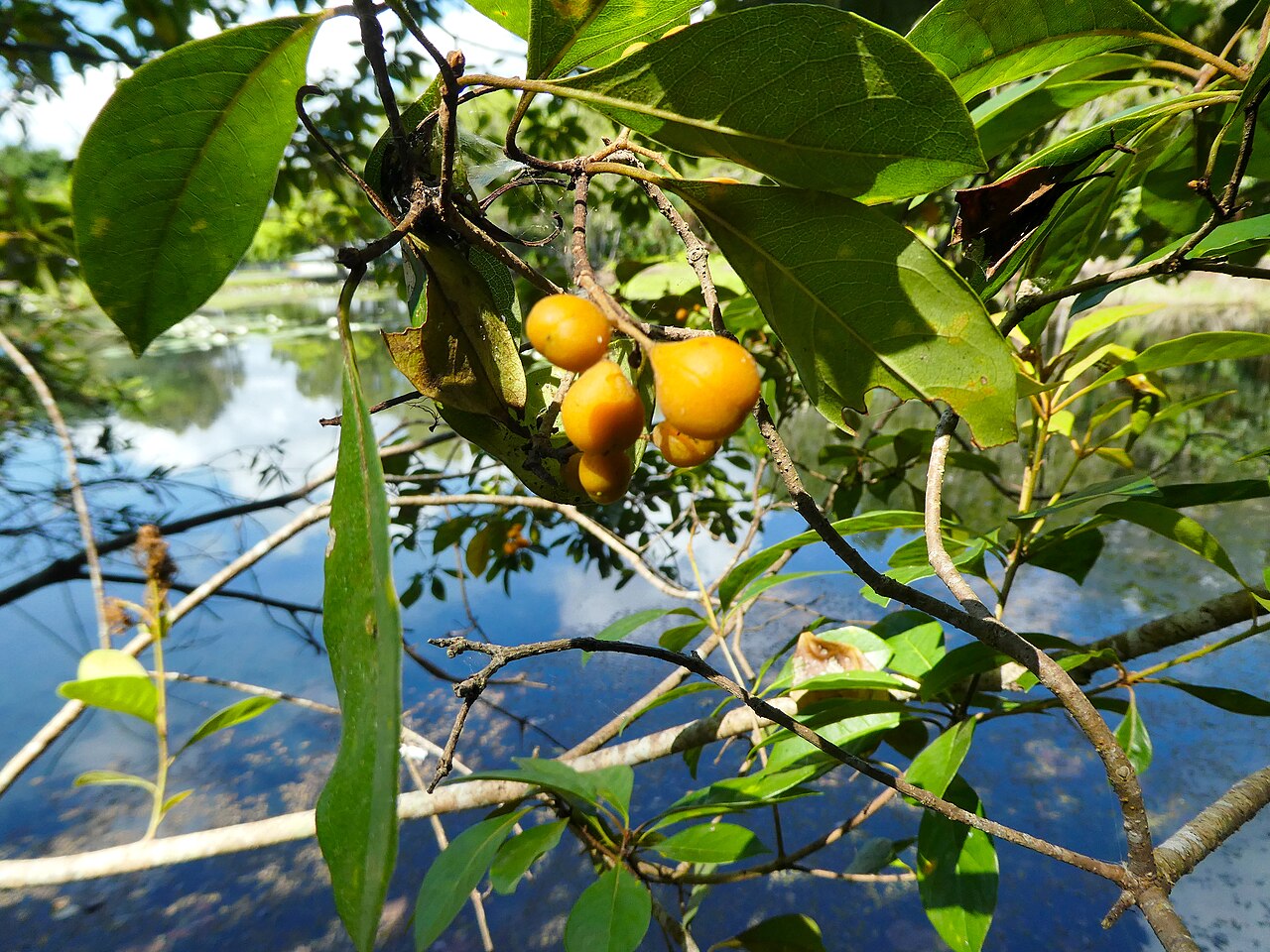 Pittosporum tinifolium: Pittosporum tinifolium