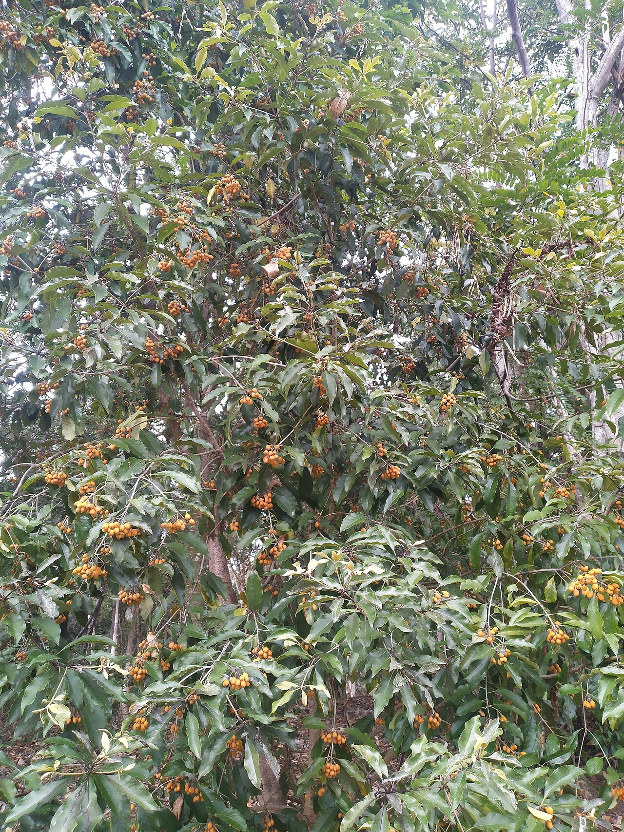 Pittosporum tinifolium: Pittosporum tinifolium fruiting