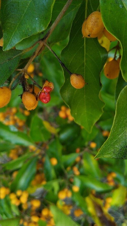 Pittosporum tinifolium: Pittosporum tinifolium