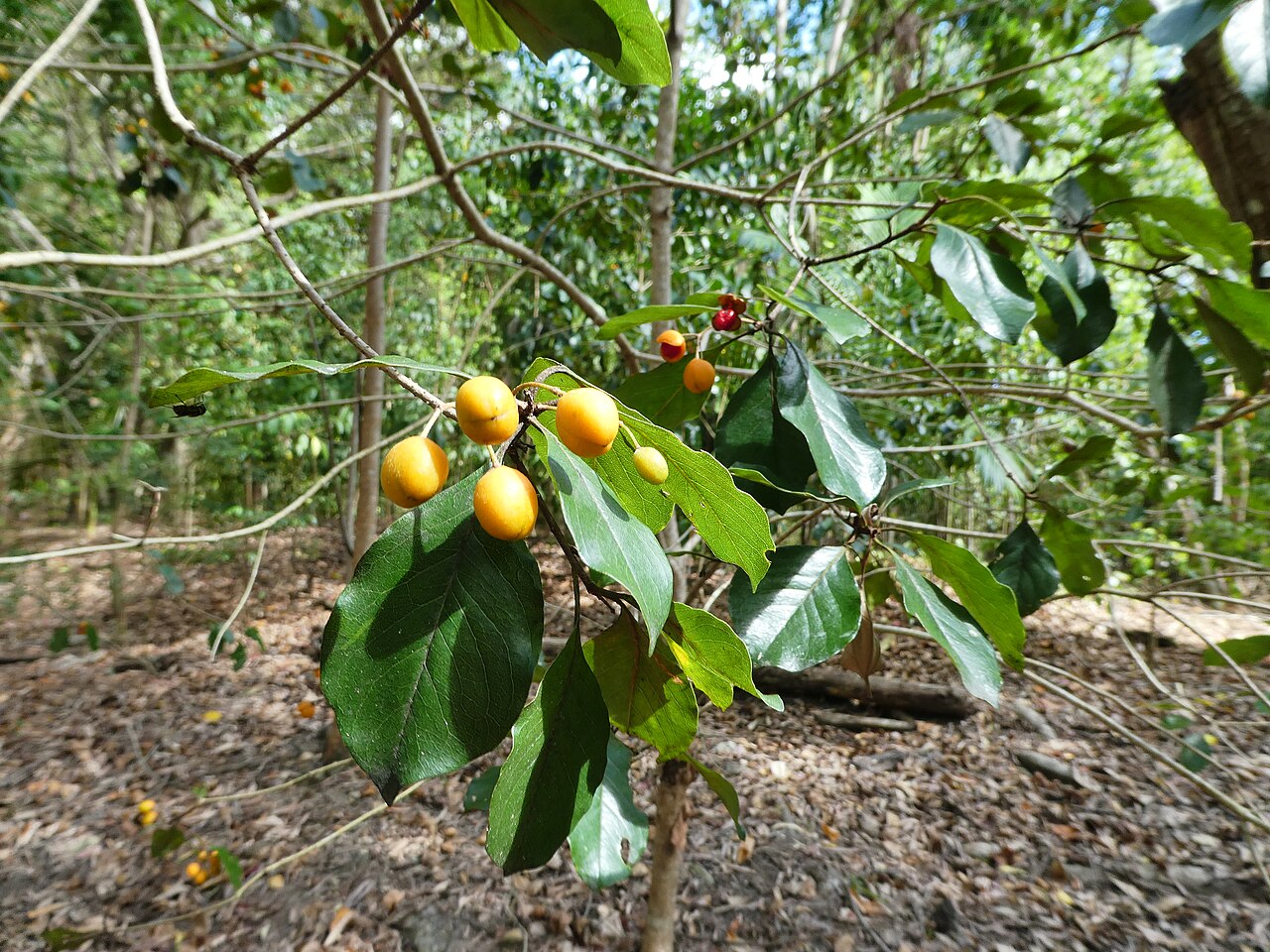 Pittosporum tinifolium: Pittosporum tinifolium