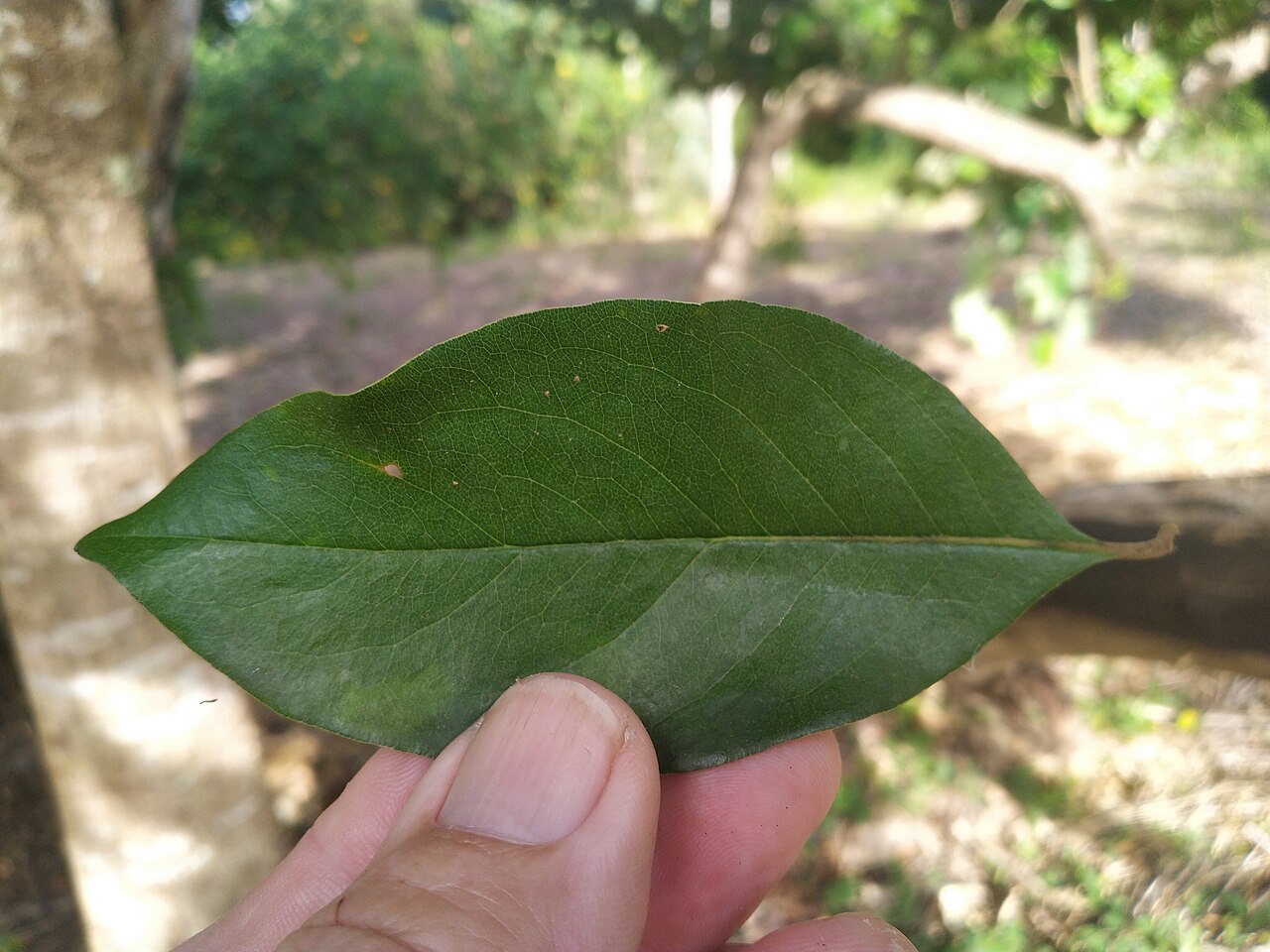 Pittosporum tinifolium: Pittosporum tinifolium leaf, top side