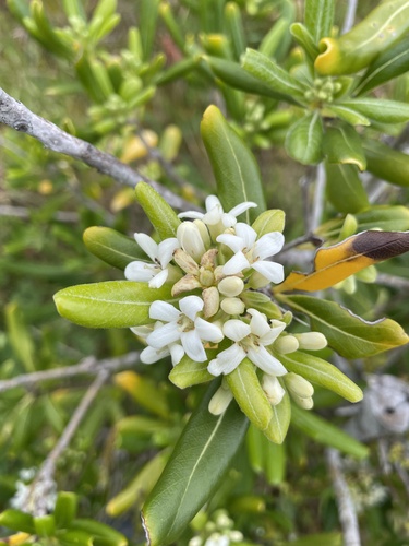 Cheesewood (Pittosporum tobira)