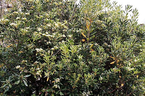 Cheesewood: Madeira,_Palheiro_Gardens_-_Pittosporum_tobira_
