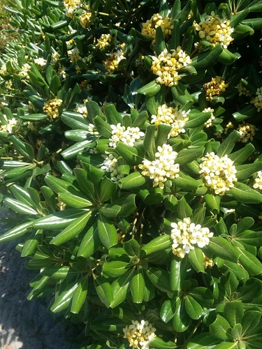 Cheesewood (Pittosporum tobira)