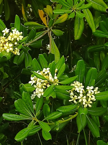 Cheesewood (Pittosporum tobira)