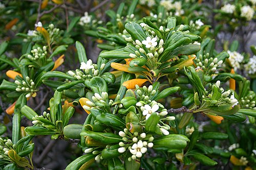 Cheesewood: Feuilles et fleurs du Pittospore du Japon ( Pittosporum tobira ).