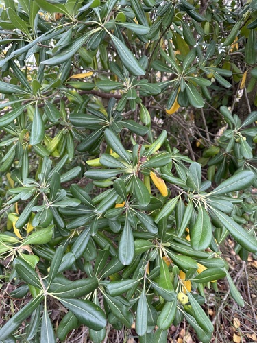 Cheesewood (Pittosporum tobira)