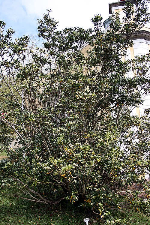 Cheesewood: Madeira,_Palheiro_Gardens_-_Pittosporum_tobira_