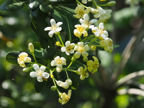 Cheesewood (Pittosporum tobira)