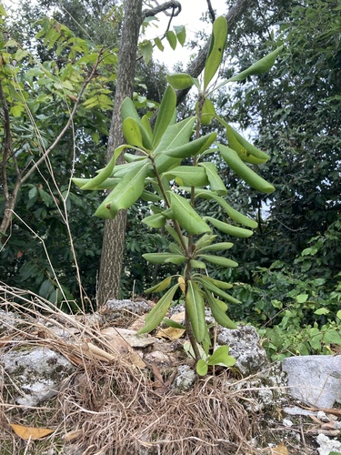 Cheesewood (Pittosporum tobira)