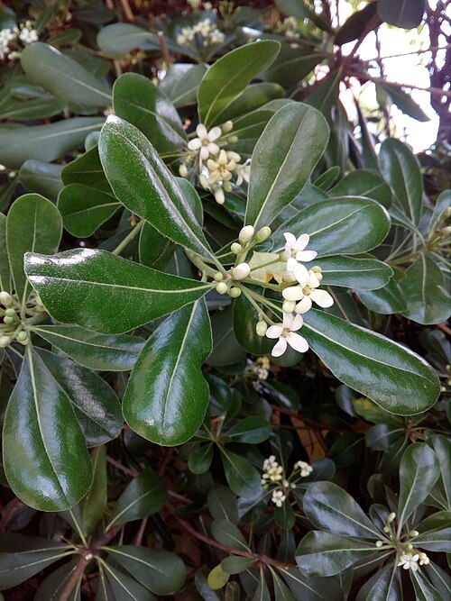 Cheesewood: Flowers of pittosporum tobira