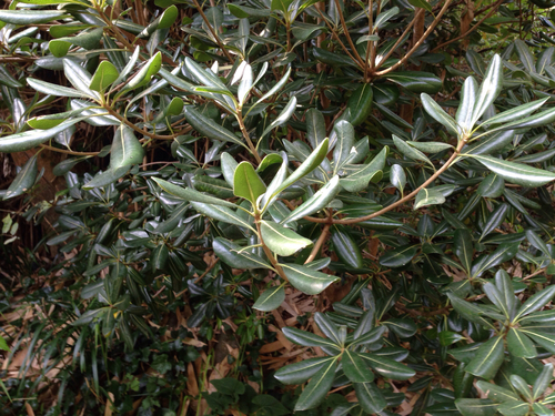 Cheesewood (Pittosporum tobira)