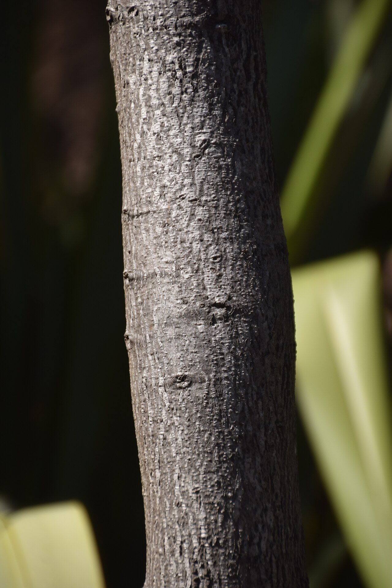 Tent pole tree: Bark of Pittosporum turneri in Dunedin Botanic Garden, Dunedin, New Zealand