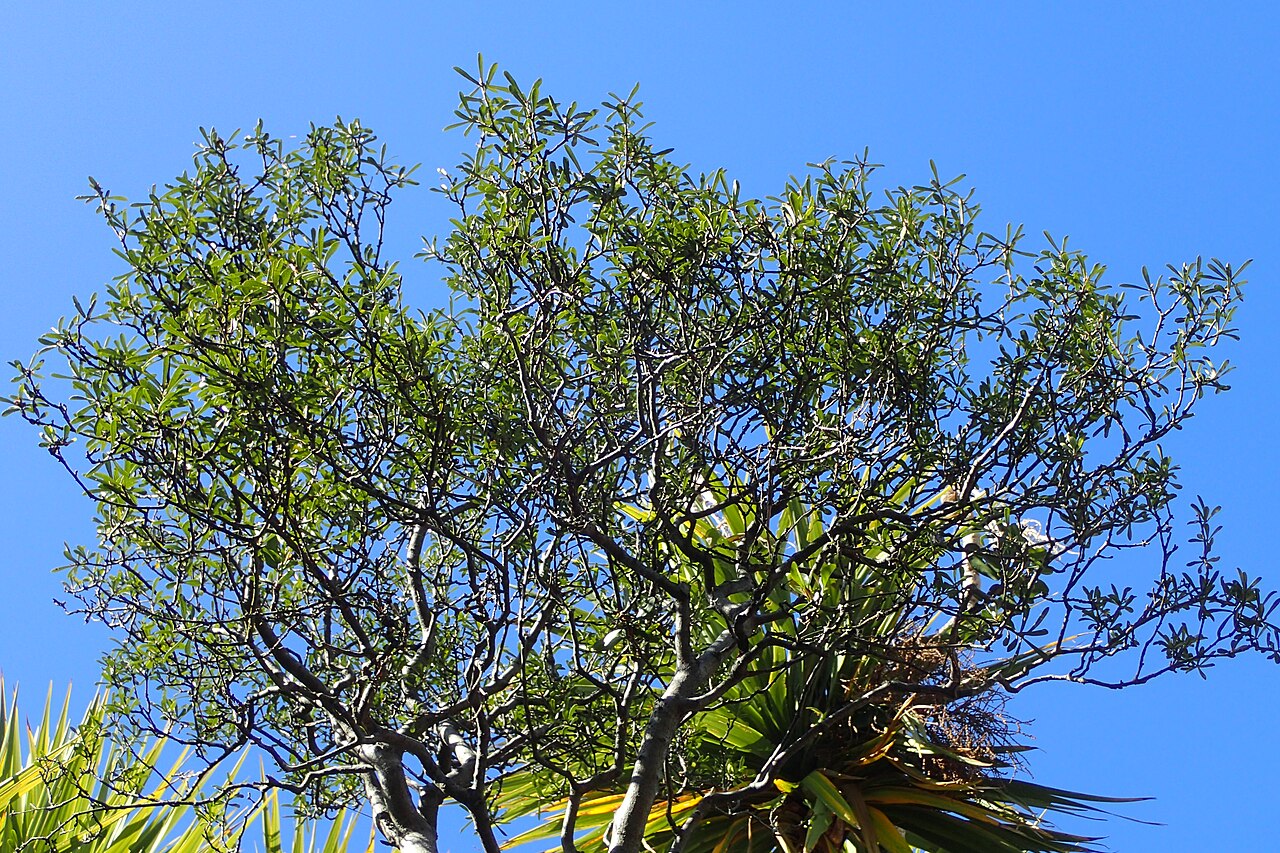 Tent pole tree: Pittosporum turneri in Dunedin Botanic Garden
