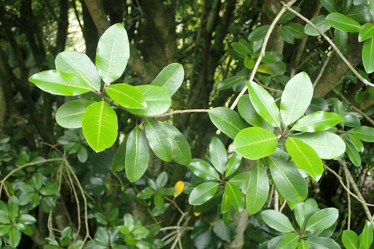 Pittosporum umbellatum: Pittosporum umbellatum in Auckland Botanic Gardens
