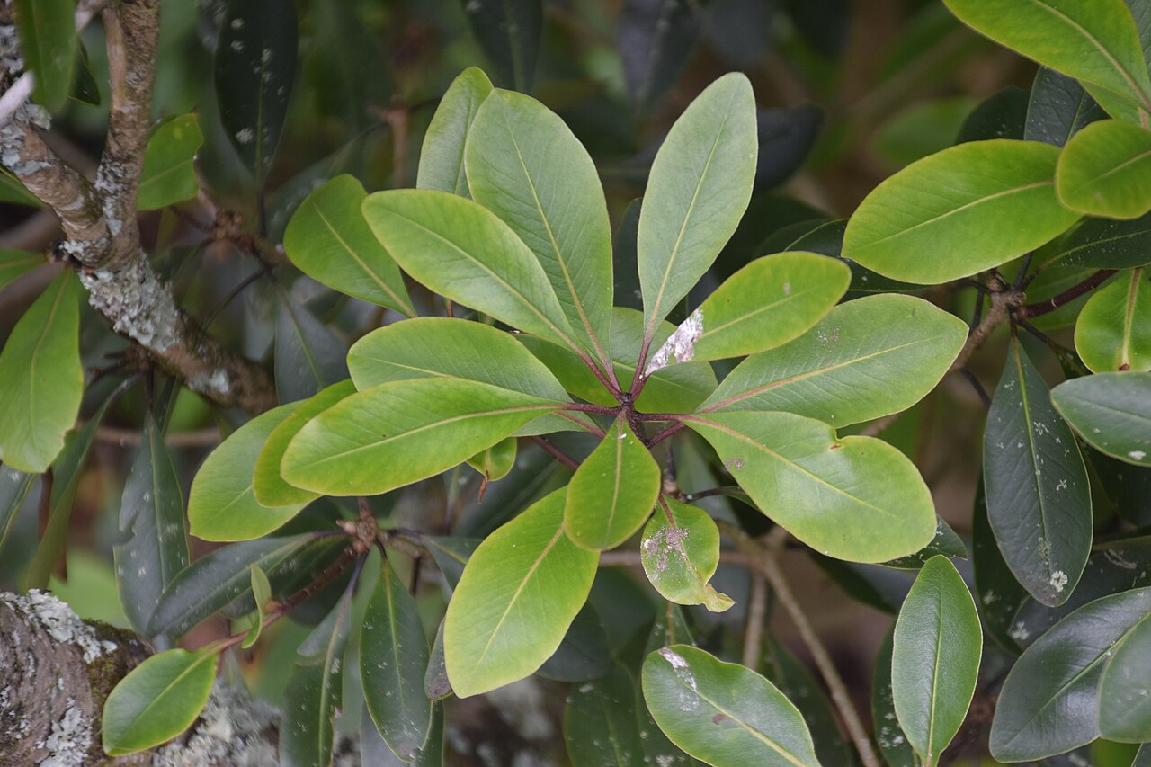 Pittosporum umbellatum: Pittosporum umbellatum in Auckland Botanic Gardens, Manurewa, South Auckland, New Zealand