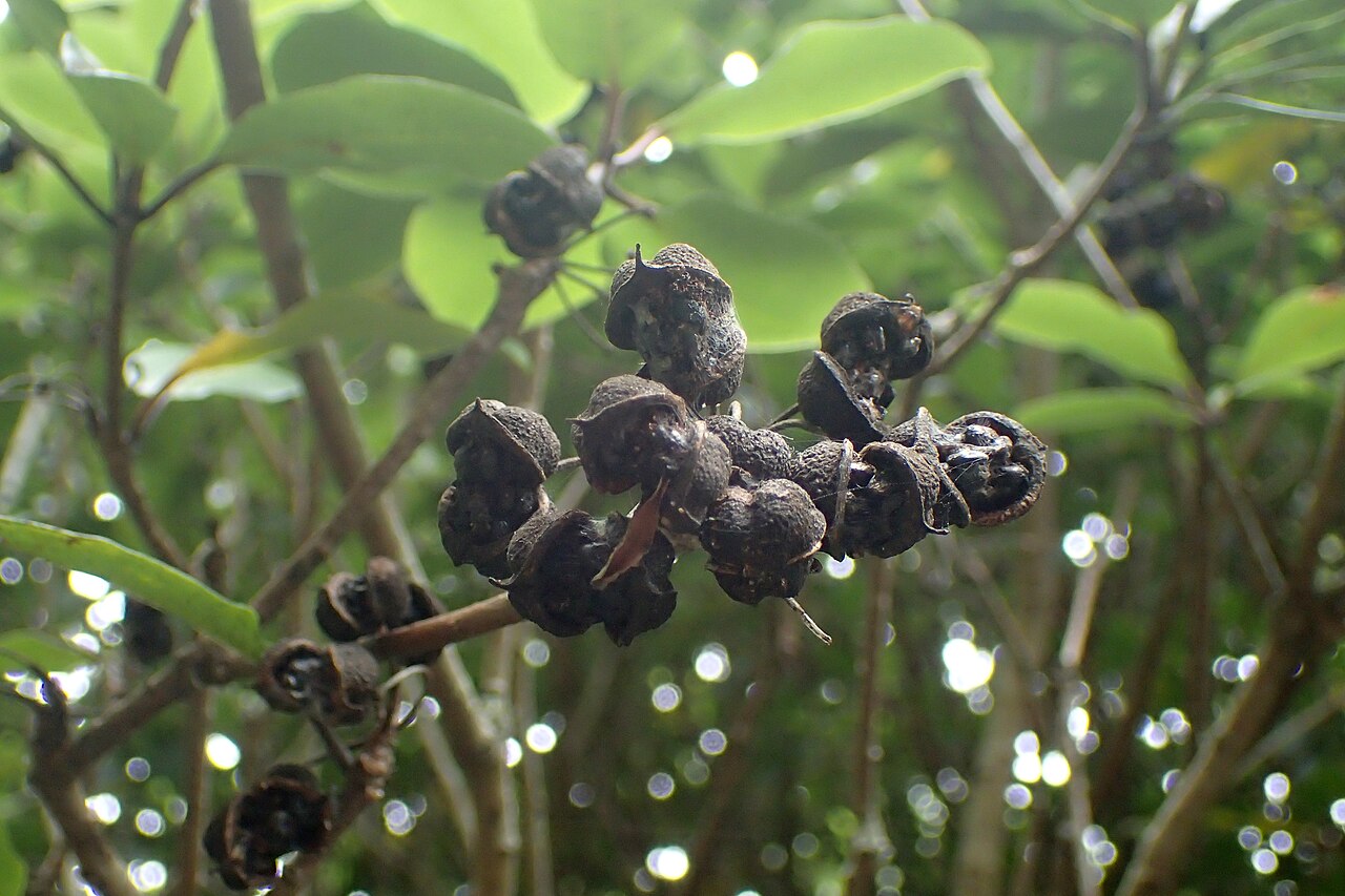 Pittosporum umbellatum: Pittosporum umbellatum in Auckland Botanic Gardens