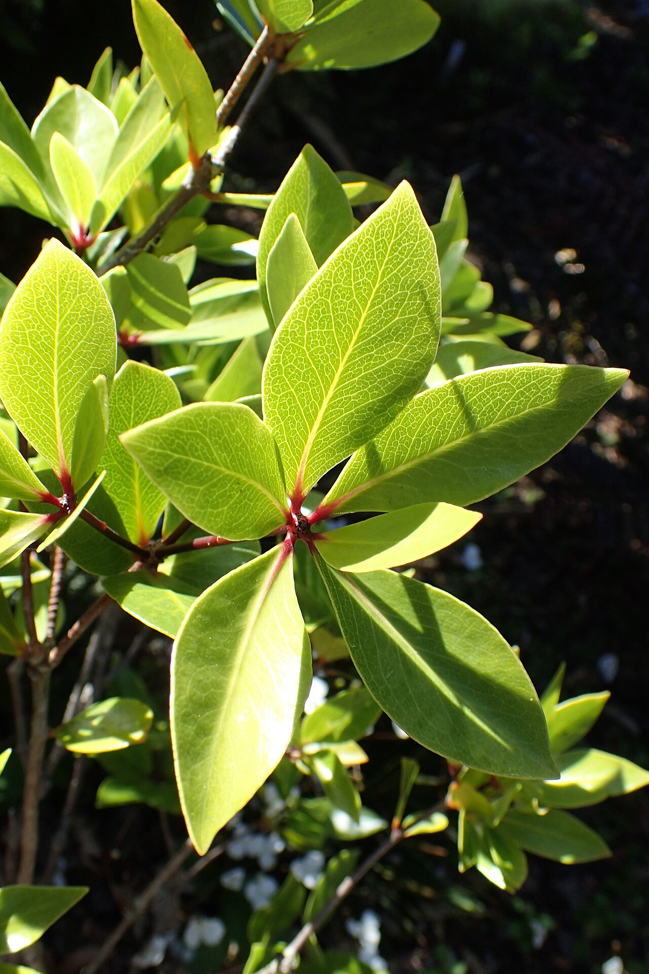 Pittosporum umbellatum: Pittosporum umbellatum in Dunedin Botanic Garden