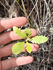 Pittosporum virgatum (Pittosporum virgatum)
