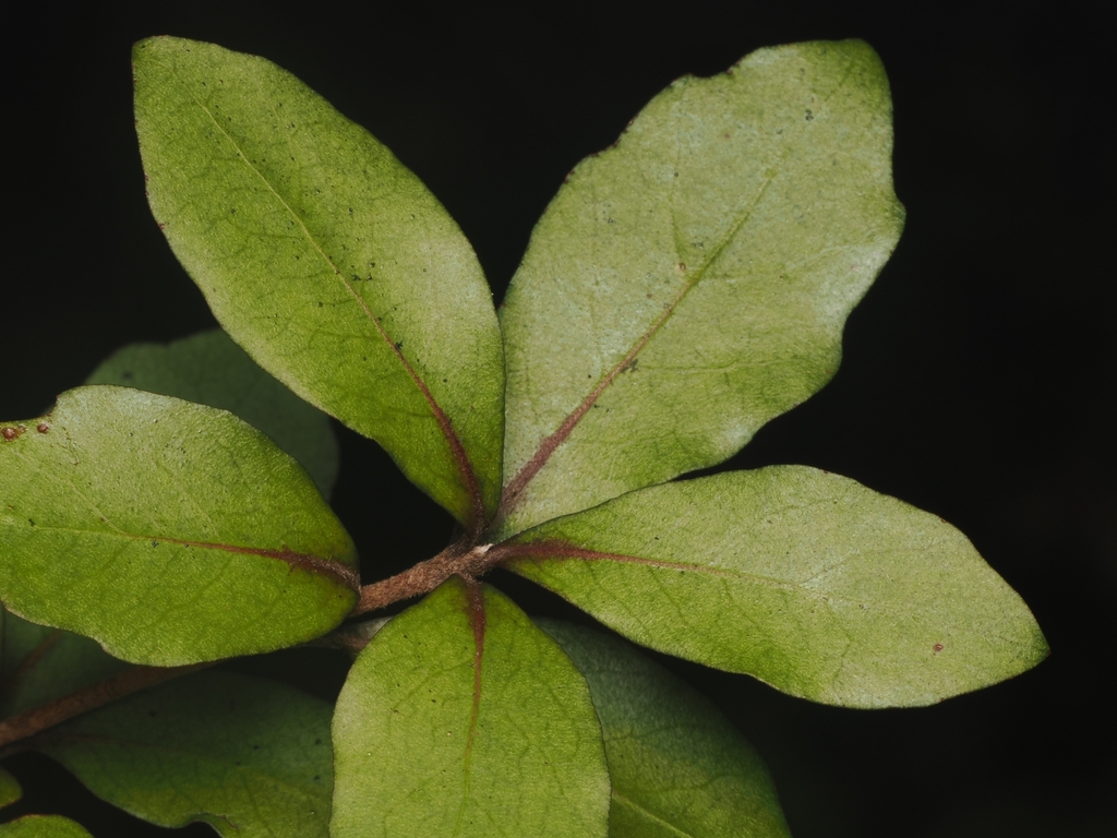 Pittosporum virgatum (Pittosporum virgatum)