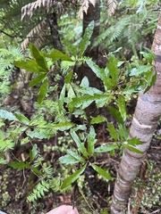 Pittosporum virgatum (Pittosporum virgatum)