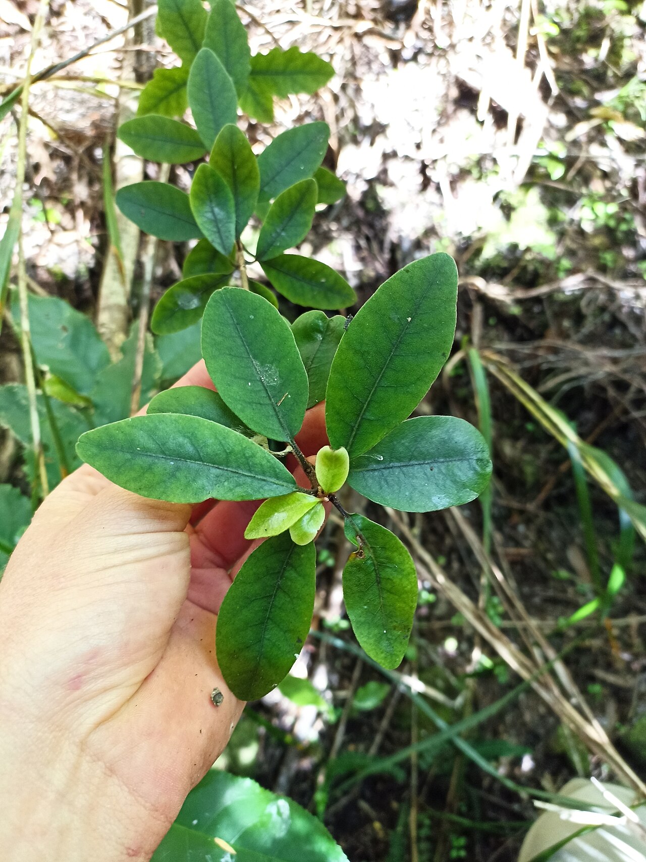 Pittosporum virgatum: Pittosporum virgatum in New Zealand