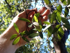 Pittosporum virgatum (Pittosporum virgatum)