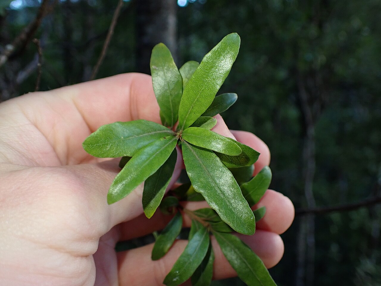 Pittosporum virgatum: Pittosporum virgatum, Waikato, NZ, 2026-05-10 (iNaturalist).