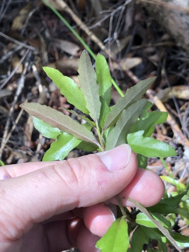 Pittosporum virgatum (Pittosporum virgatum)