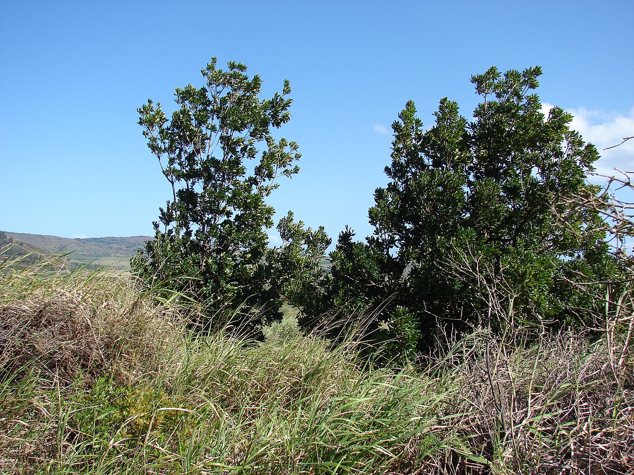 Cape cheesewood: Pittosporum viridiflorum (spreading in area). Location: Lanai, Near Kapano Gulch