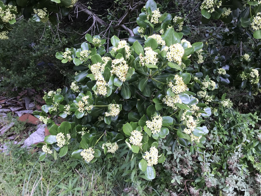 Cape cheesewood (Pittosporum viridiflorum)