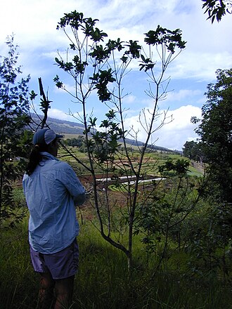 Cape cheesewood: Pittosporum viridiflorum (spreading in road border with Kim). Location: Maui, Waipoli Road Kula