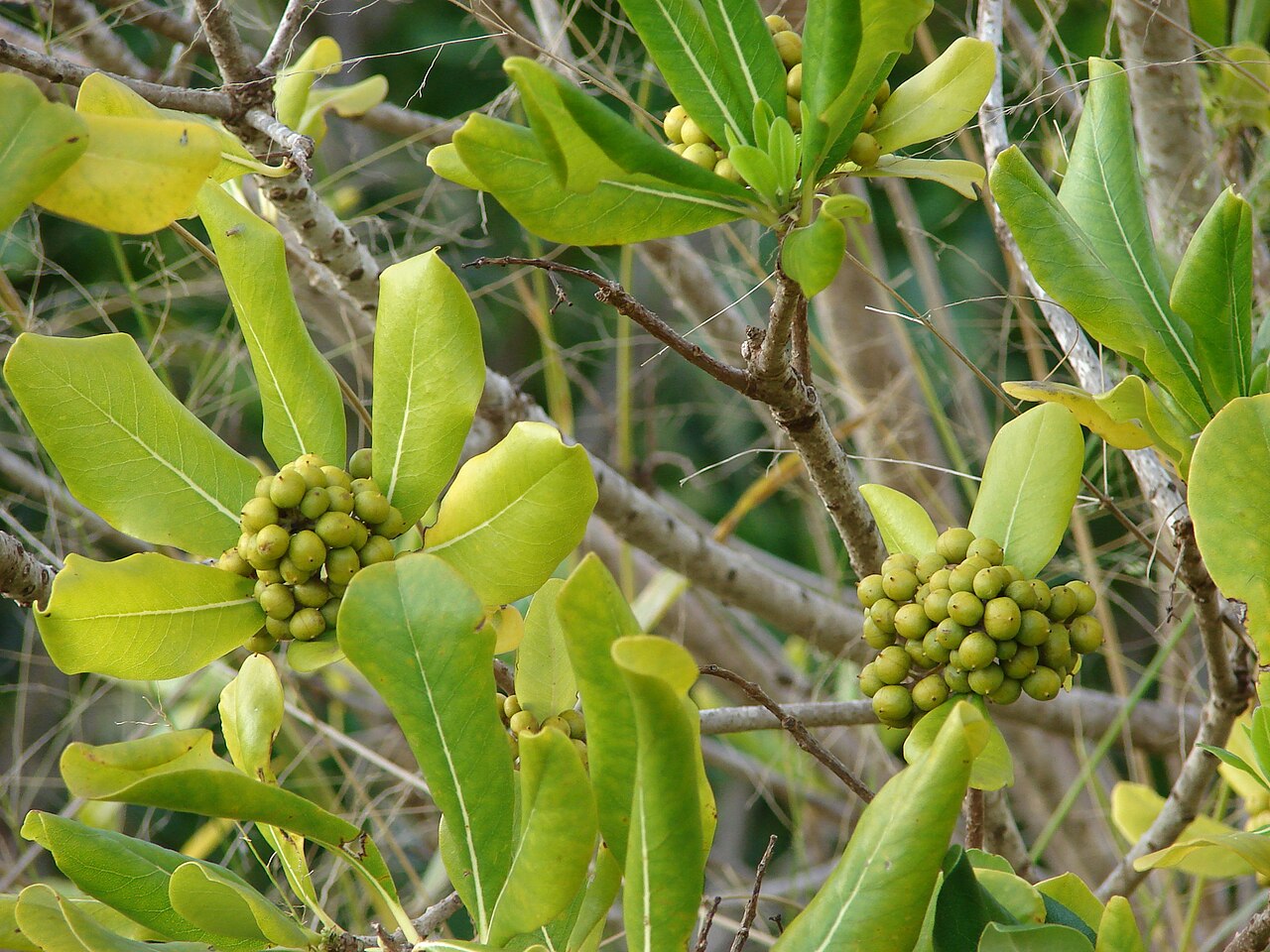 Cape cheesewood: Pittosporum viridiflorum (leaves and fruit). Location: Lanai, Hoike Rd