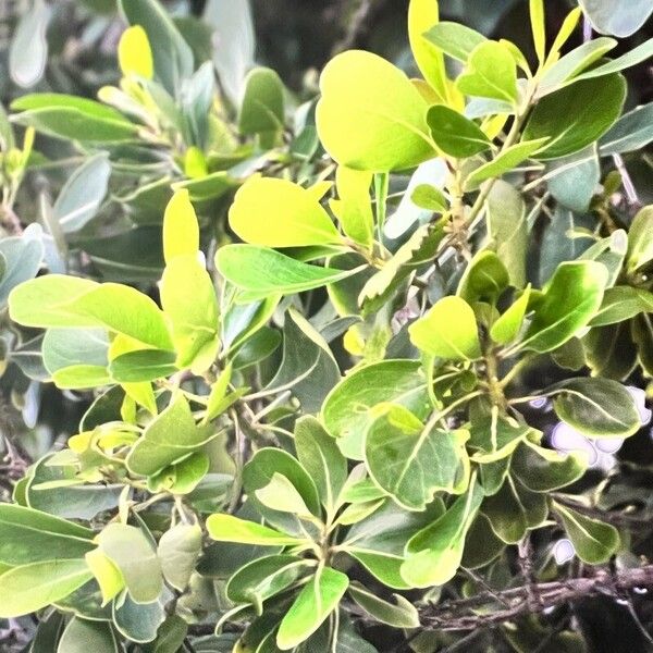 Cape cheesewood (Pittosporum viridiflorum)