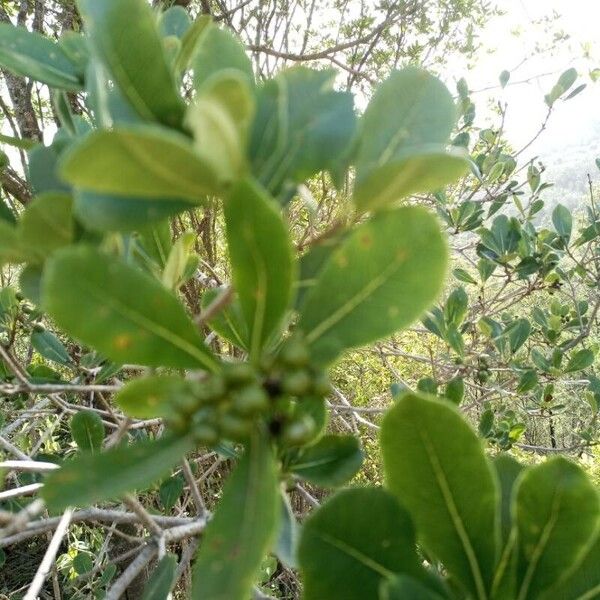 Cape cheesewood (Pittosporum viridiflorum)