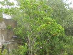 Cape cheesewood (Pittosporum viridiflorum)