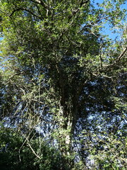 Cape cheesewood (Pittosporum viridiflorum)