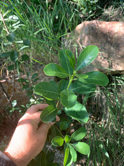 Cape cheesewood (Pittosporum viridiflorum)