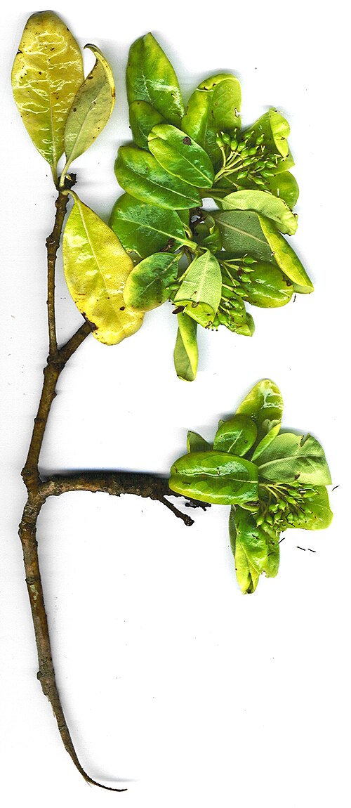 Cape cheesewood: Pittosporum viridiflorum (branch). Location: Maui, Waipoli Road Kula