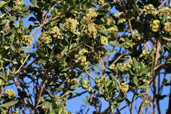 Cape cheesewood (Pittosporum viridiflorum)