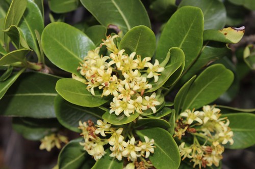 Cape cheesewood (Pittosporum viridiflorum)