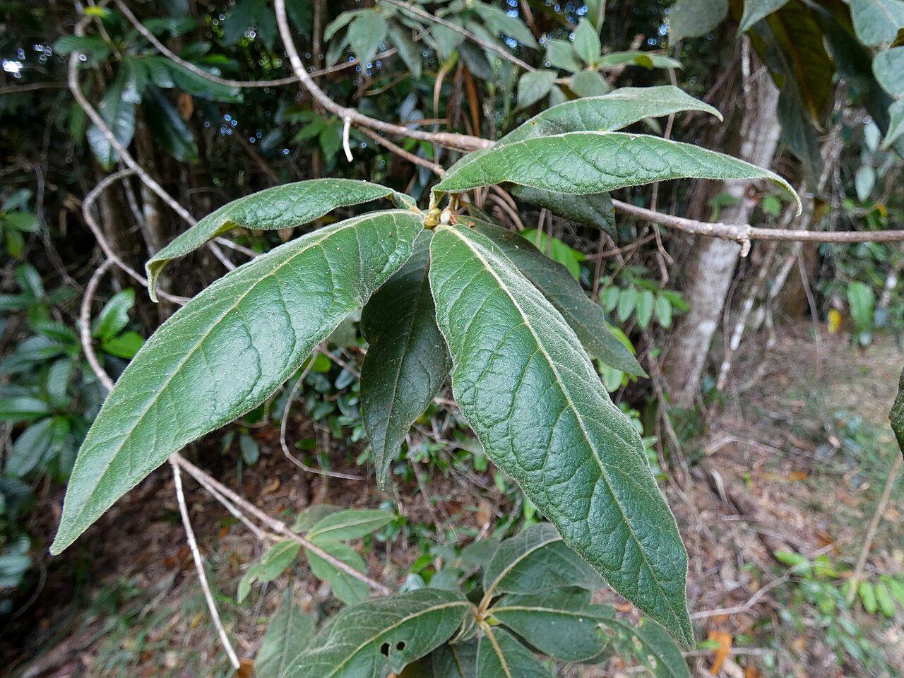 Hairy pittosporum: Pittosporum wingii on the Lamb Range west of Cairns , Queensland