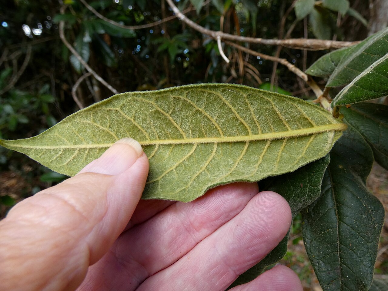 Hairy pittosporum: Pittosporum wingii on the Lamb Range west of Cairns , Queensland
