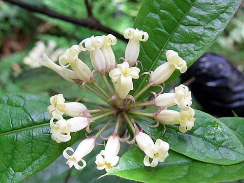 Hairy pittosporum: Pittosporum wingii, labelled at the RB Gardens Sydney