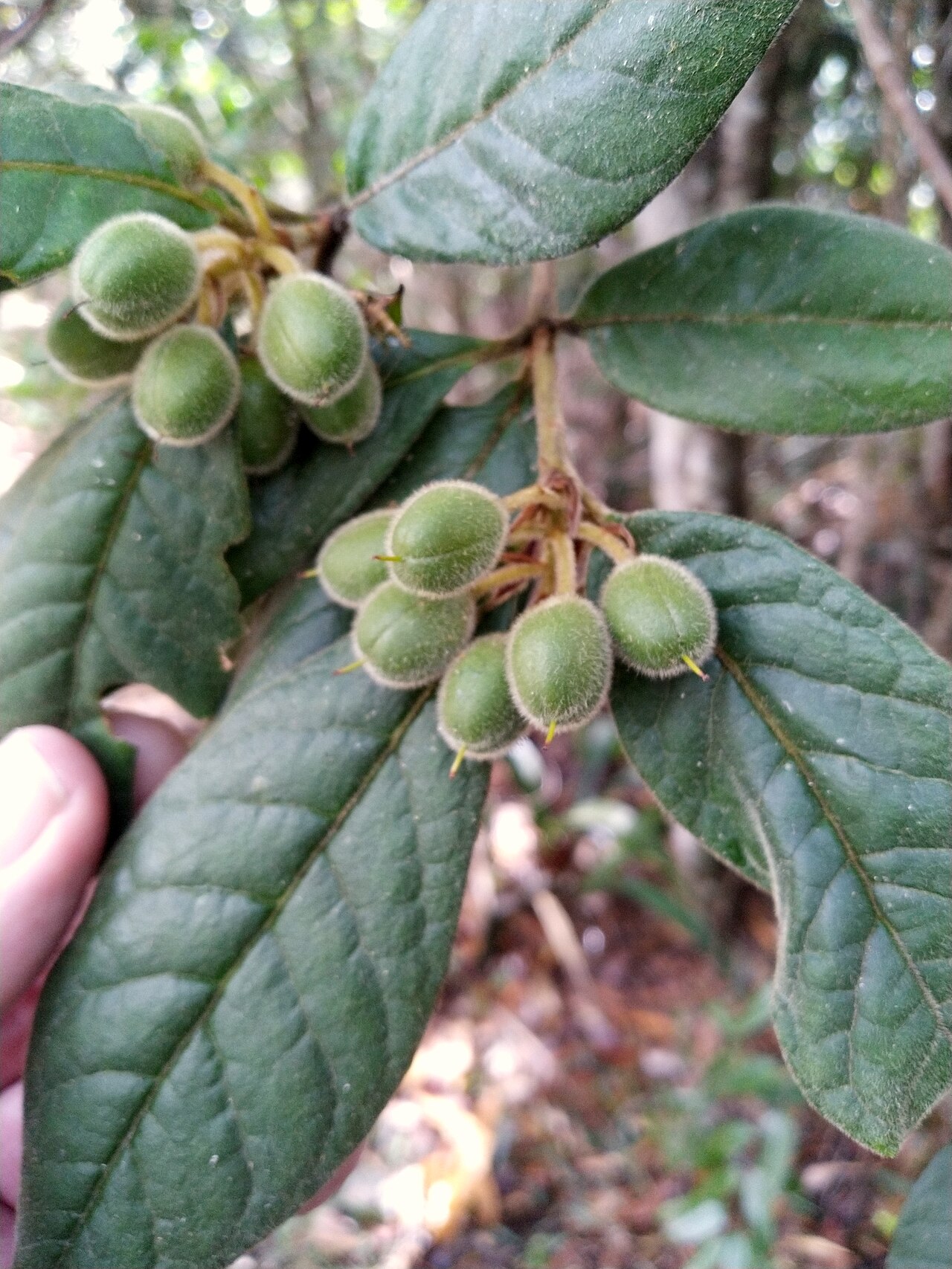 Hairy pittosporum: Pittosporum wingii with immature fruit on the Lamb Range near Cairns