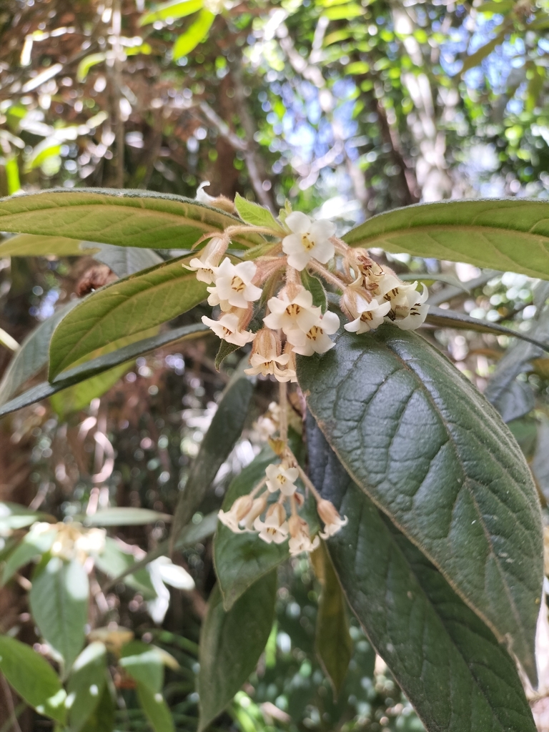 Hairy pittosporum (Pittosporum wingii)