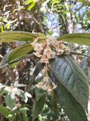 Hairy pittosporum (Pittosporum wingii)