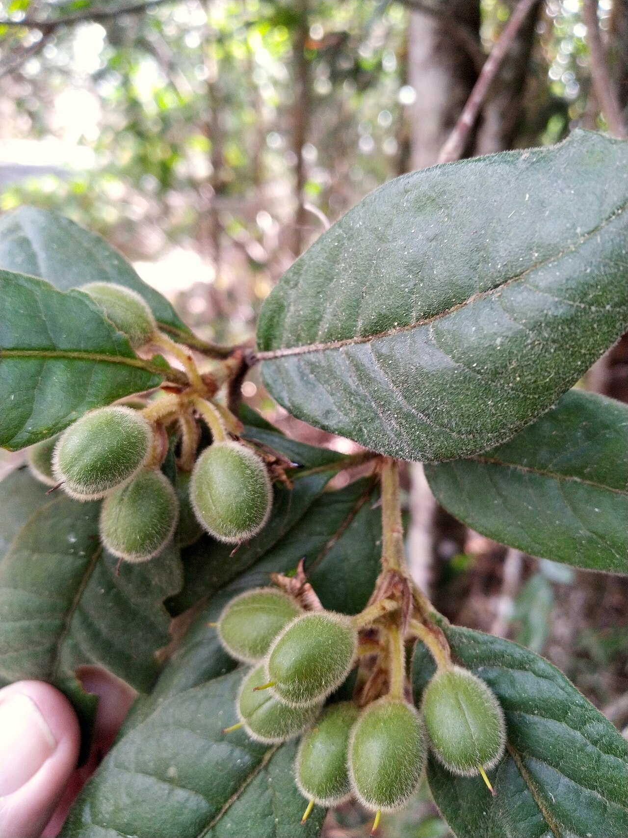 Hairy pittosporum: Pittosporum wingii with immature fruit on the Lamb Range near Cairns